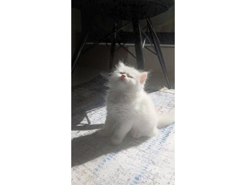 Kar beyazı a kalite pofuduk yavrum