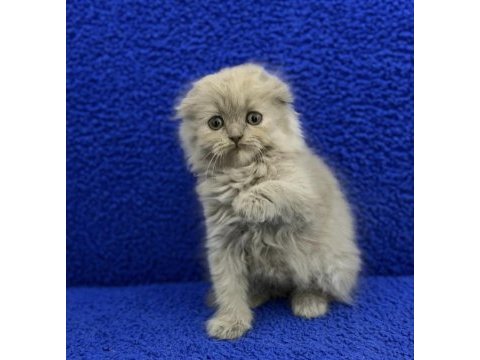 İstanbul içi adrese teslim lilak scottish fold longhair