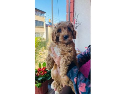2.5 aylık maltipoo