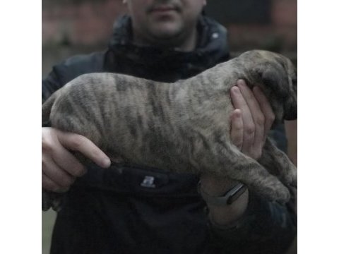A class dev adayı presa canario yavruları