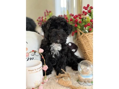 Siyah aşkına mükemmel erkek köpeğimiz