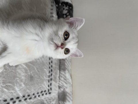 Sliver yavru kedi
