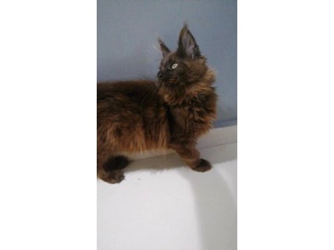 Safkan minik dev maine coon