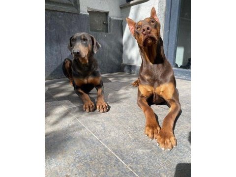 İsabella, blue ve kızıl renk özel eğitimli dobermanlar