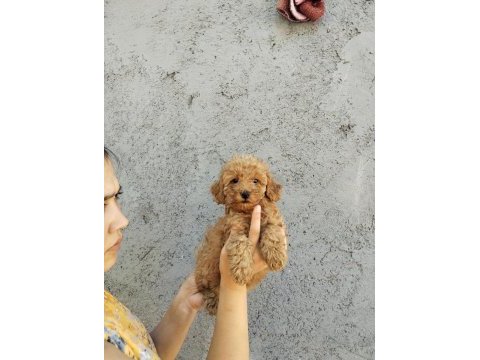 Maltipoo f2 poodle suratlı bebişler