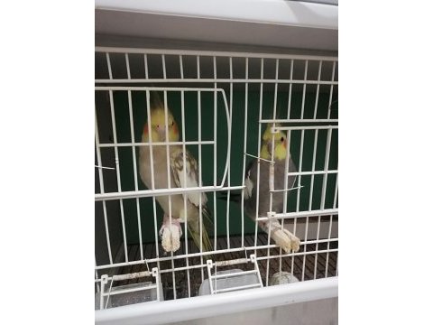 Sahiplendirilecek muhabbet kuşu