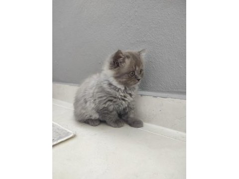 British longhair yavrumuz