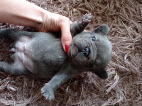 French bulldog blue