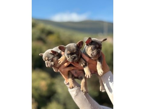Sevimli french bulldog köpekler