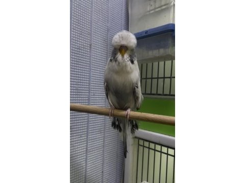 Show jumbo muhabbet kuşlar
