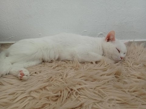 3 yaşında dişi british shorthair