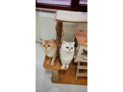 Safkan ırk kedilerimi sahiplendireceğim