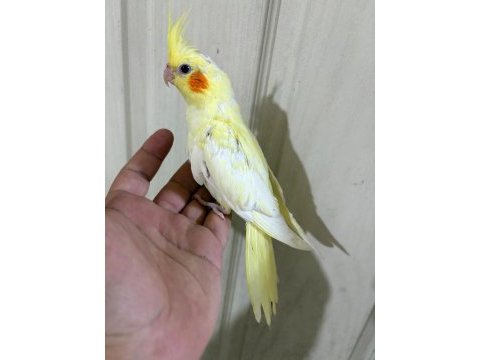 51 günlü kusursuz lutino bebek sultan