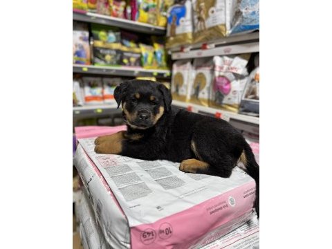Rottweiler yavrular gelecegin dev adaylari