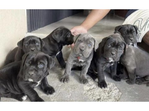 Cane corso köpekler