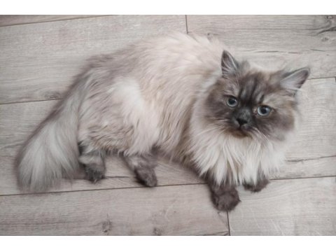 Bluepoint british longhair dişi