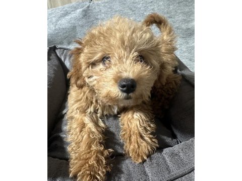 3 aylık yavru poodle