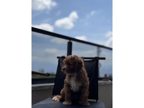 Çift renk toy poodle yavrumuz yeni yuvasına hazır