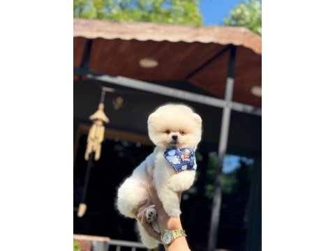 Pamuk şekeri pomeranian boo