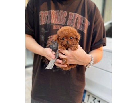 Orjinal teacüp poodle 