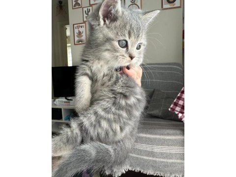 British shorthair bebekler, %100 ırk garantisi