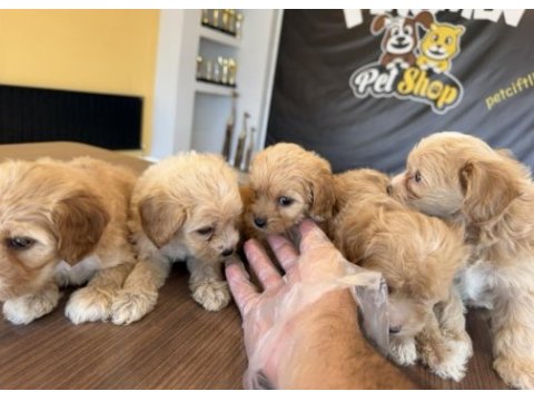Kaliteeee maltipoo yavrular ankara mağazamızda 