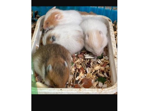 Bebek hamster