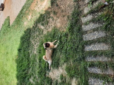 10 aylık pug