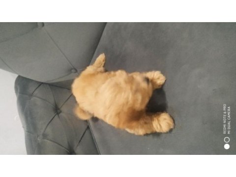 A kalite maltipoo dişi
