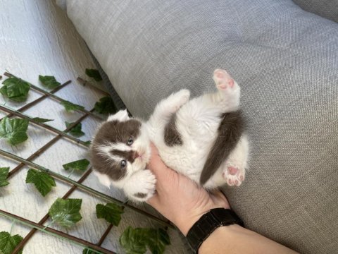 Çikolata ve bicolor british shorthair bebekler