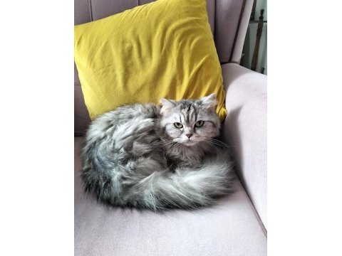Sahiplendirilecek 3 yaşında kedimiz