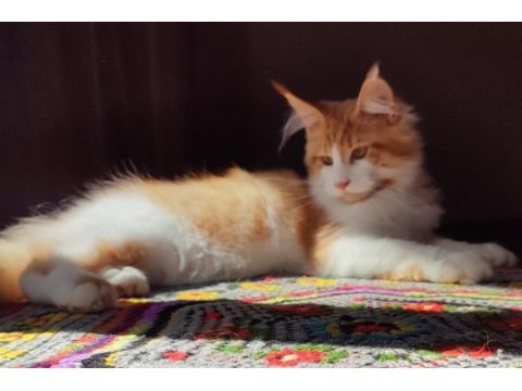 Geleceğin şampiyon adayı safkan şecereli maine coon