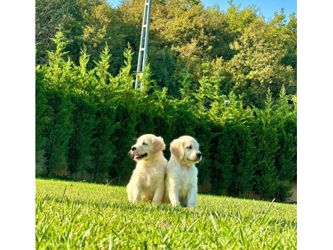 Daha iyisi yok gercek baby face golden yavruları