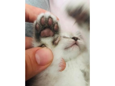 British shorthair beyaz renk