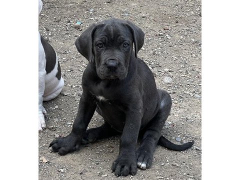 Dişi blue cane corso