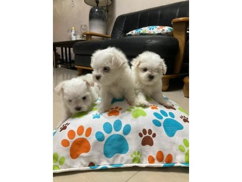 Babyface küt burun erkek ve dişi köpeğimiz