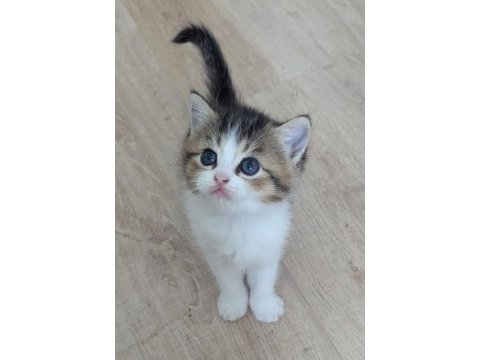 Bicolour kardeşler british shorthair 48 günlükler