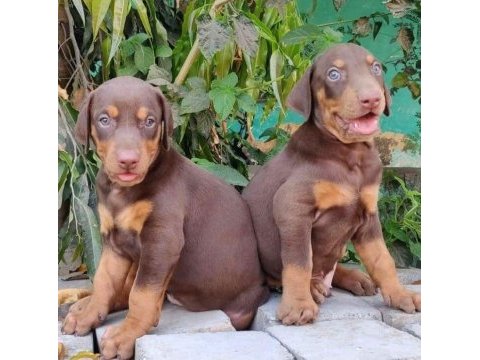 2 aylık siyah ve kızılı çivi doberman yavrularım