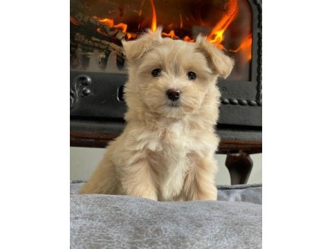 Zeki ve tüy dökmeyen maltipoo yavrularımız