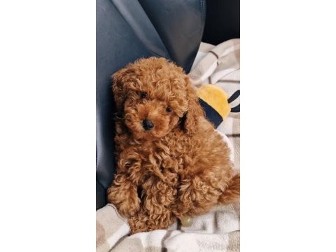 Toy poodle köpekleri