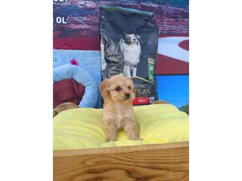 Maltipoo bebeklerimiz