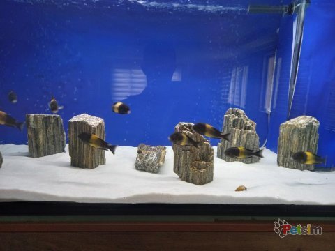 Black kriza damızlık tropheus koloni 8d + 2e