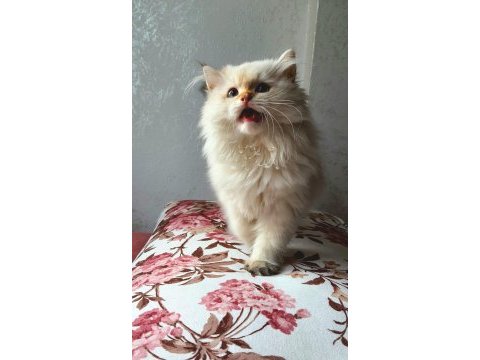 Minnoş scottish fold longhair golden safkan yavru