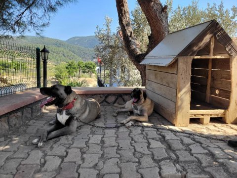 Üst düzey vasıflı kangal yavruları izmir