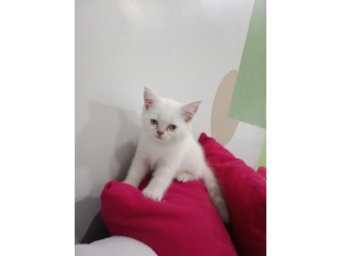 British shorthair blue point kedimize yeni yuva arıyoruz