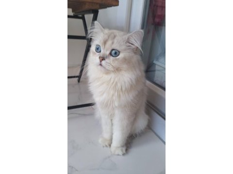 Ev kedisi british longhair erkek okyanus göz
