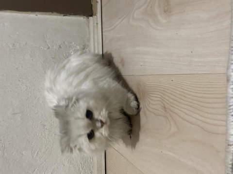 4 aylık yavru kedimiz
