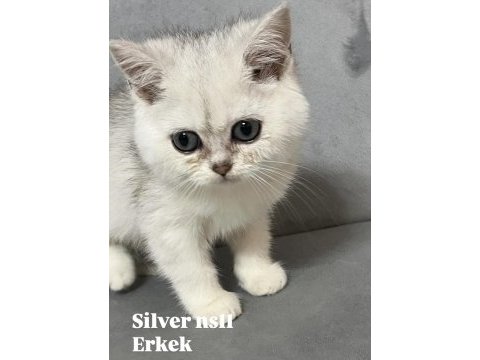 Silver ns11 erkek british shorthair