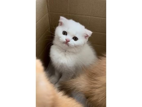 Scottish fold 2 aylık yavru kedimiz