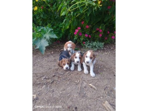 Türkiye geneli gönderimli beagle yavruları